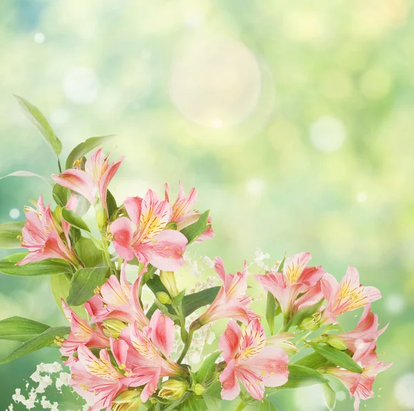 Vacker Ram Rosa Alstroemeria Blommor Den Suddiga Abstrakt Naturliga Gul — Stockfoto