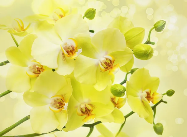 Muitas Flores Amarelas Bonitas Orquídea Traça Close — Fotografia de Stock