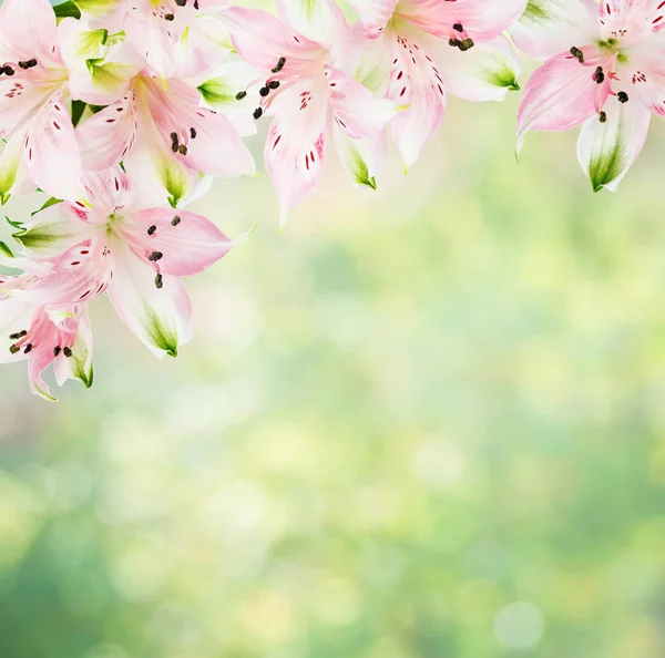 Vacker Ram Rosa Alstroemeria Blommor Den Suddiga Abstrakt Naturliga Gul — Stockfoto