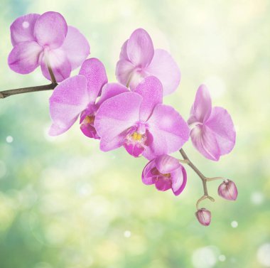 Bulanık soyut doğal sarı-yeşil zemin üzerine bokeh güzel pembe phalaenopsis orkide çiçek
