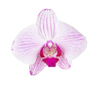 Bir pembe bir beyaz arka plan üzerinde izole orkide phalaenopsis çiçek çizgili