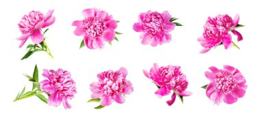 Beyaz arka plan üzerinde izole yeşil yaprakları ile birçok pembe peonies güzel yaz çiçek kümesi