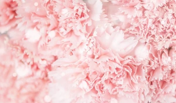 Fundo Natural Bonito Delicadas Flores Cravos Rosa Close Foco Suave — Fotografia de Stock