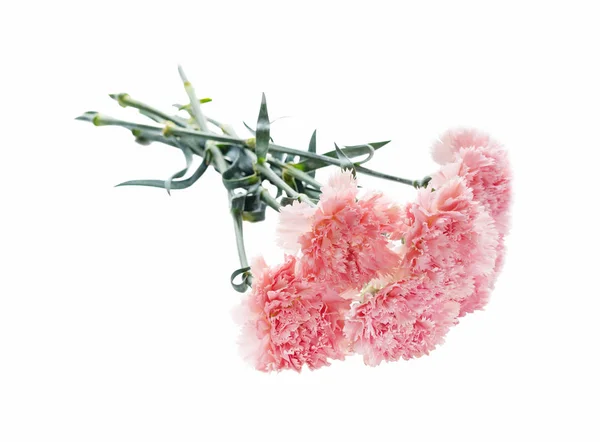 Mooi Boeket Van Delicate Bloemen Van Roze Anjers Geïsoleerd Een — Stockfoto