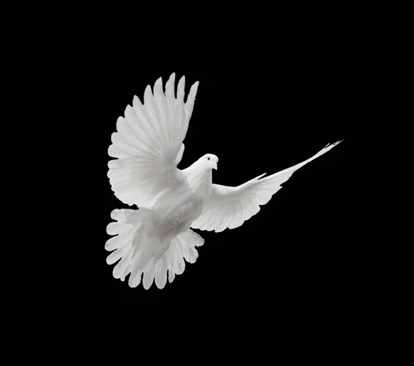 Flying White Dove Isolated Black Background — Stock Photo, Image