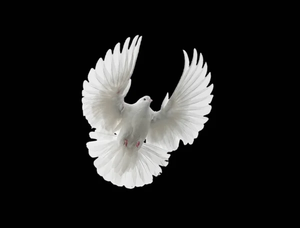 黒い背景に分離された空飛ぶ白い鳩 — ストック写真