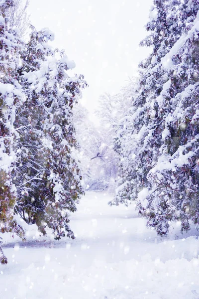 Заснеженная Елочная Аллея Снежном Зимнем Парке Снегопадом — стоковое фото