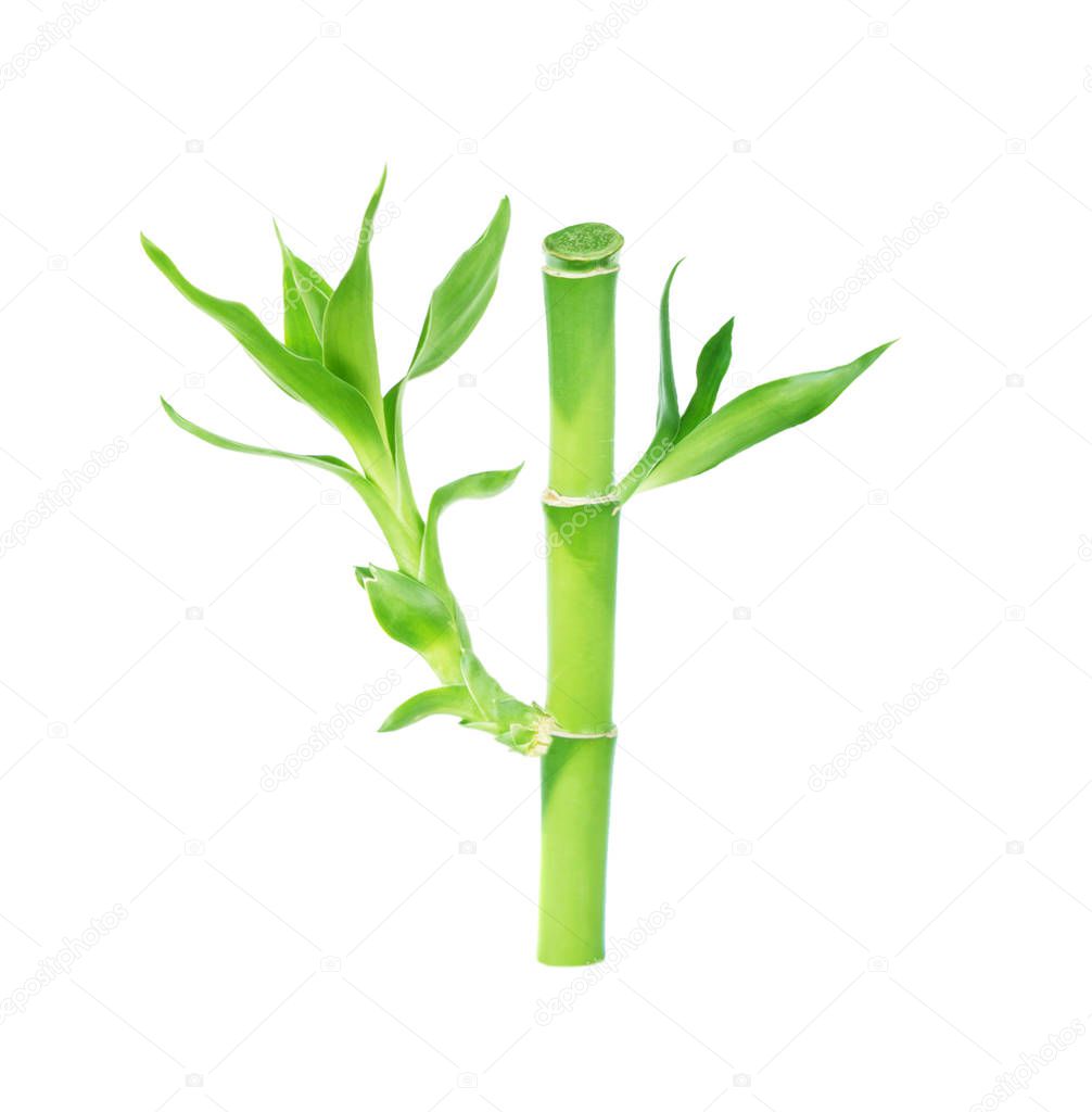 Stem of Lucky Bamboo (Dracaena Sanderiana) with green leaves, isolated on white background