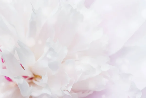 Πραγμα Φυσικό Παρασκήνιο Από Ένα Χλωμό Ροζ Παιωνία Λουλούδι Φράζω — Φωτογραφία Αρχείου