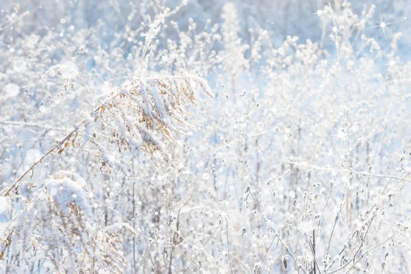 Prado Inverno Com Grama Seca Brilhante Coberto Com Neve Branca — Fotografia de Stock