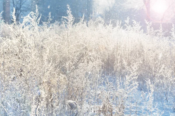 Vinter Äng Med Lysande Torkat Gräs Täckt Med Vit Snö — Stockfoto