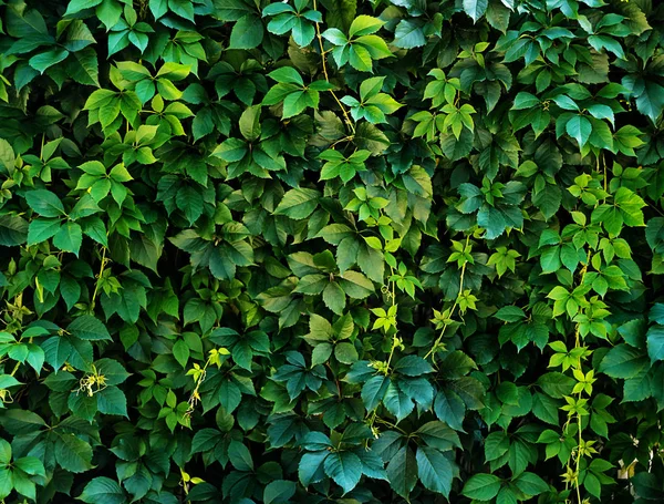 Naturalne Podłoże Tekstura Zbliżenie Zielony Liść Hedgingowych Życia Dziewczęcy Winogron — Zdjęcie stockowe