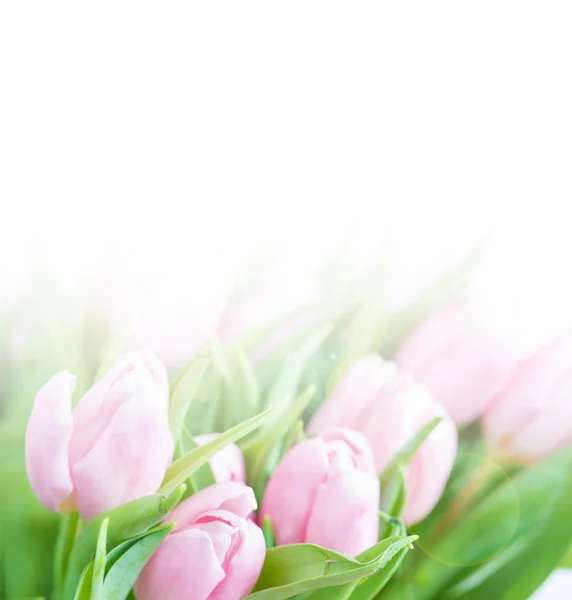 Verse Roze Tulpen Boeket Bloemen Close Geïsoleerd Een Witte Achtergrond — Stockfoto