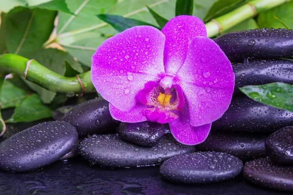 黒い玄武岩のマッサージ石 ピンクの蘭の花 黒い背景に水滴で覆われた緑豊かな緑の葉とスパのコンセプト — ストック写真