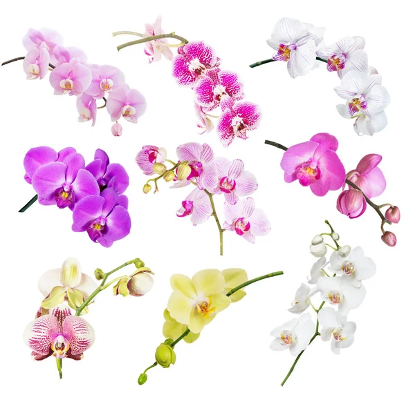 Conjunto Belas Orquídeas Multicoloridas Isoladas Fundo Branco — Fotografia de Stock