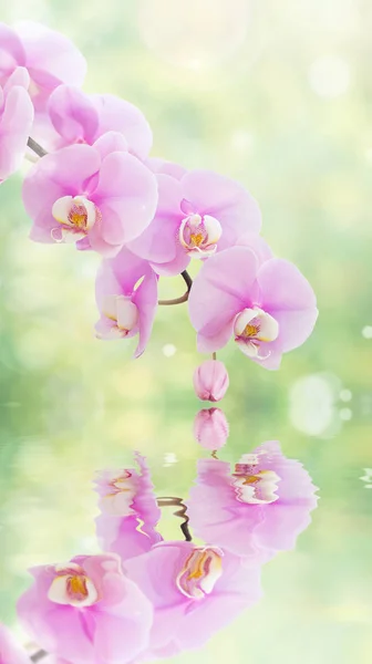 Schöne Rosa Phalaenopsis Orchideenblüten Auf Dem Verschwommenen Abstrakten Natürlichen Gelb — Stockfoto