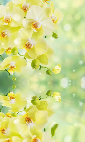 美しい黄色胡蝶蘭花蝶の水表面の反射とぼやけの抽象的な自然黄緑色の背景 早春の自然の素晴らしいエレガントな垂直バナー — ストック写真