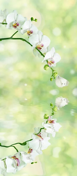 Flores Brancas Bonitas Orquídea Phalaenopsis Com Borboleta Fundo Amarelo Verde — Fotografia de Stock