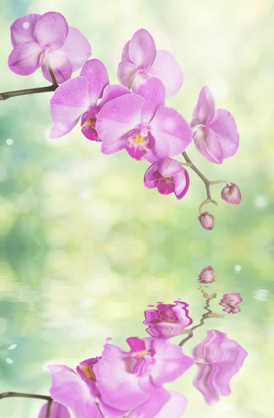 Bellissimi Fiori Orchidea Rosa Phalaenopsis Sullo Sfondo Sfocato Astratto Giallo — Foto Stock