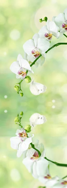 Flores Brancas Bonitas Orquídea Phalaenopsis Com Borboleta Fundo Amarelo Verde — Fotografia de Stock