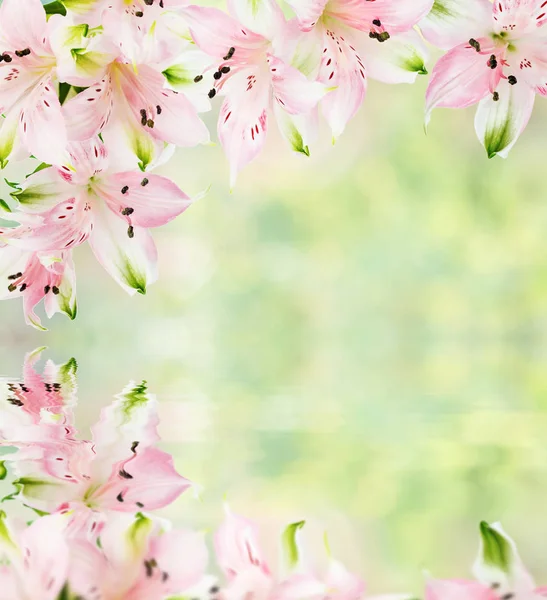 Quadro Bonito Flores Alstroemeria Rosa Abstrato Borrado Fundo Amarelo Verde — Fotografia de Stock