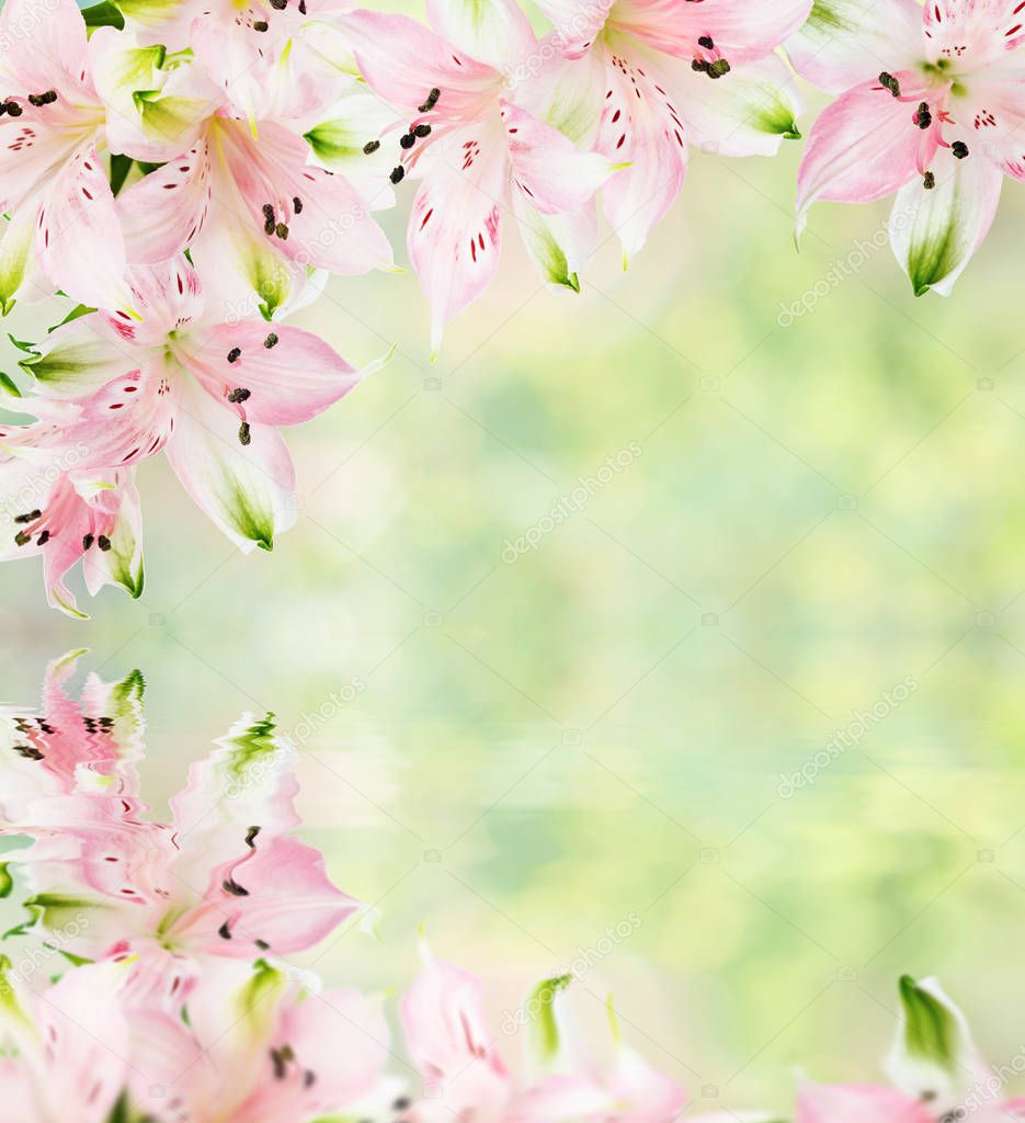 Beautiful frame of pink alstroemeria flowers on the blurred abstract natural yellow-green background with reflection in a water surface, with copy-space