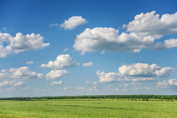 广阔的夏季田野 高蓝的天空与白色积云 — 图库照片