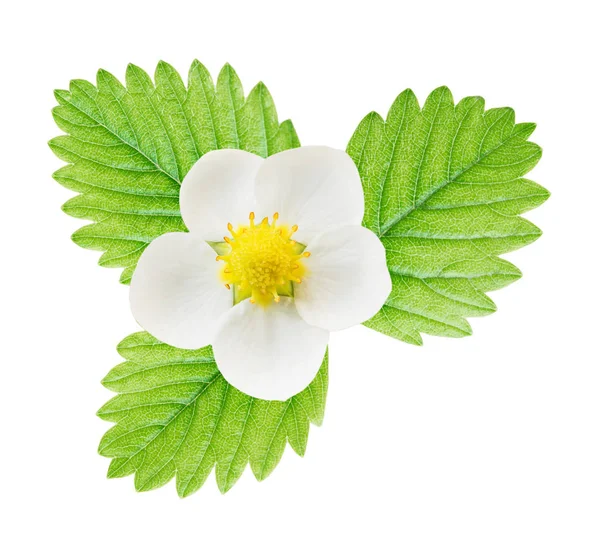 Fiore Bianco Foglia Verde Fragola Isolato Sfondo Bianco — Foto Stock