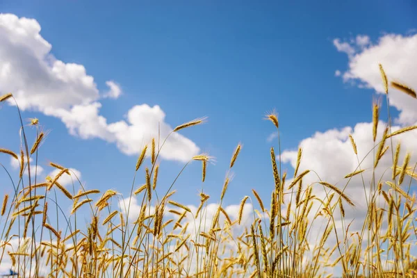 Moget Öron Råg Fältet Bakgrund Blå Himmel Med Vita Moln — Stockfoto