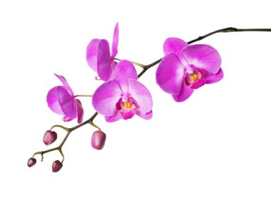 Pink flower of a phalaenopsis orchid with several buds on a branch, isolated on a white background clipart