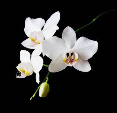 Yakın çekim izole bir siyah arka plan üzerine beyaz orkide phalaenopsis çiçek