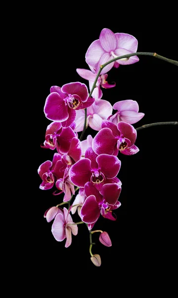 Rika Gren Mörk Röd Orkidé Phalaenopsis Blommor Närbild Isolerad Svart — Stockfoto
