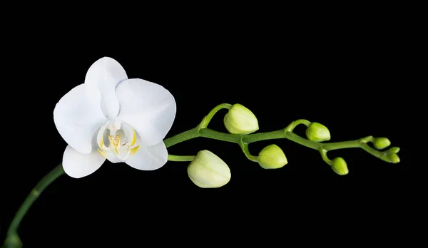 Flor Branca Uma Orquídea Phalaenopsis Com Vários Botões Ramo Isolado — Fotografia de Stock