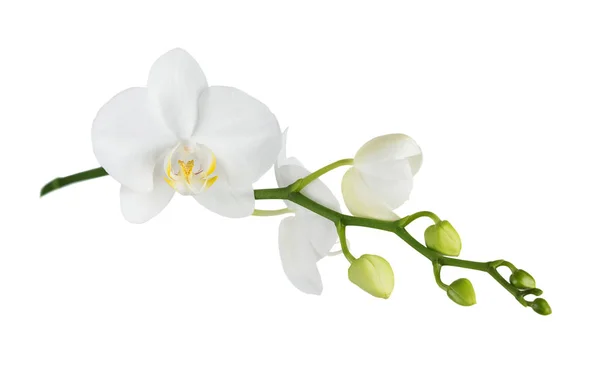 Flor Branca Uma Orquídea Phalaenopsis Com Vários Botões Ramo Isolado — Fotografia de Stock