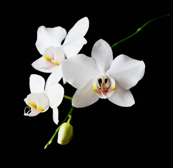 Vit Orkidé Phalaenopsis Blomma Närbild Isolerad Svart Bakgrund — Stockfoto