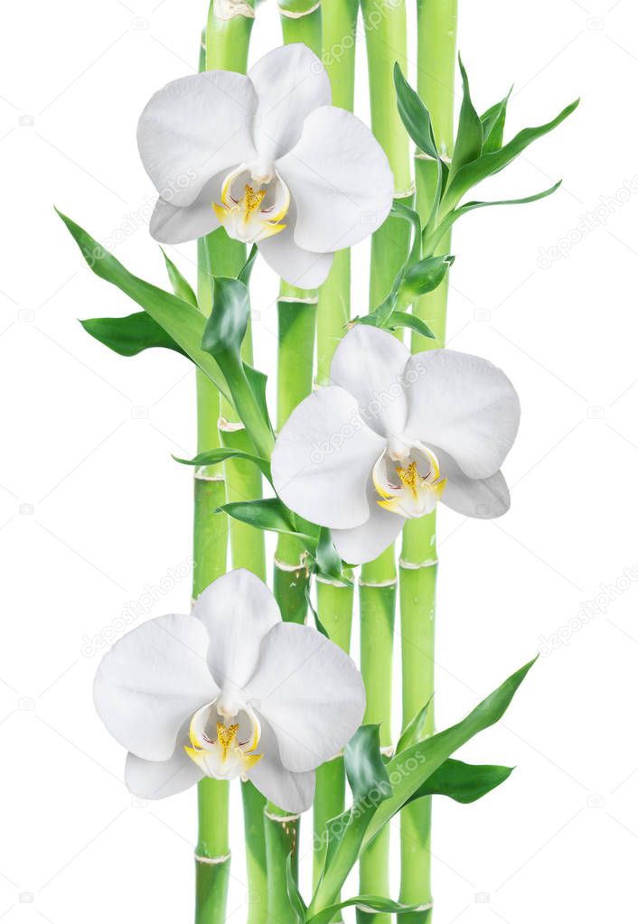 Several stem of Lucky Bamboo (Dracaena Sanderiana) with green leaves and three white orchid flowers, isolated on white background