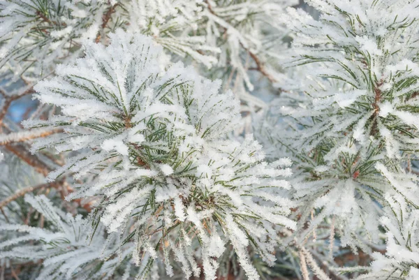 Зимние Сосновые Ветви Зелеными Иглами Покрытые Плотным Белым Инеем — стоковое фото