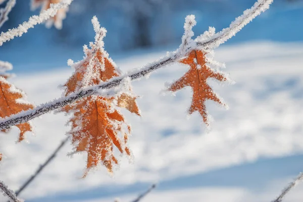 Autumn Leaves Red Oak Covered White Fluffy Hoarfrost Background Fresh — Stock Photo, Image