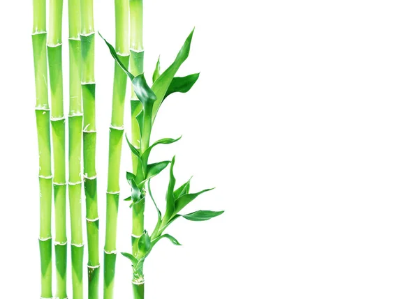 Несколько Стеблей Lucky Bamboo Dracaena Sanderiana Зелеными Листьями Выделенными Белом — стоковое фото