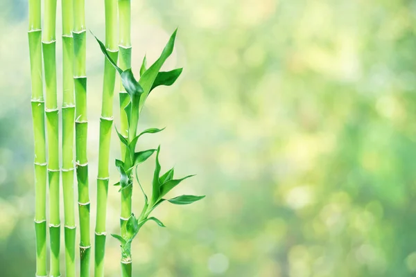 Several Stem Lucky Bamboo Dracaena Sanderiana Green Leaves Natural Background — Stock Photo, Image