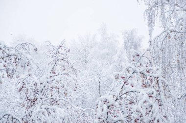 Bir kış parkta ağaçların beyaz kabarık karla kaplı
