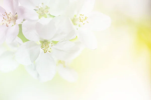 Vit Apple Tree Blommor Närbild Våren Trädgården Tonad Bild — Stockfoto