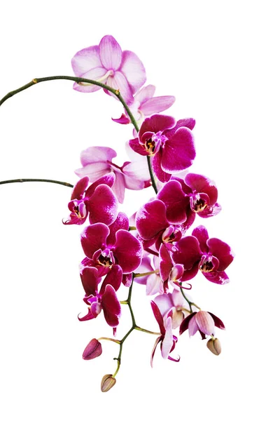 Rich Větev Tmavě Červená Orchidej Phalaenopsis Květiny Close Izolovaných Bílém — Stock fotografie