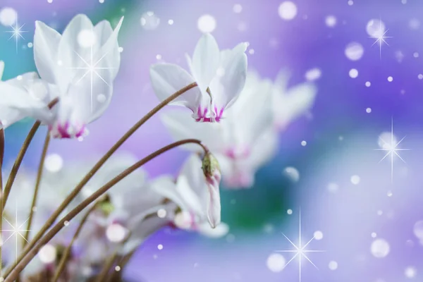Άσπρα Λουλούδια Άγρια Κυκλάμινα Αλπικό Βιολετί Γκρο Πλαν Ενάντια Ένα — Φωτογραφία Αρχείου