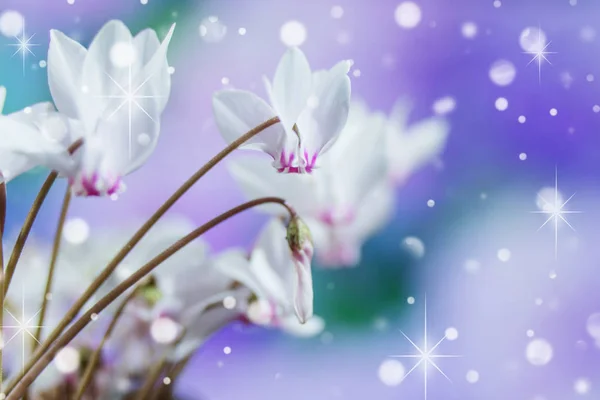 Weiße Blüten Von Wilden Cyclamen Oder Alpinen Veilchen Großaufnahme Vor — Stockfoto