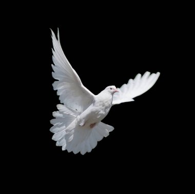 Flying white dove isolated on black background clipart