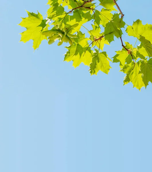 枫叶树亮绿色的叶子对蓝天 — 图库照片