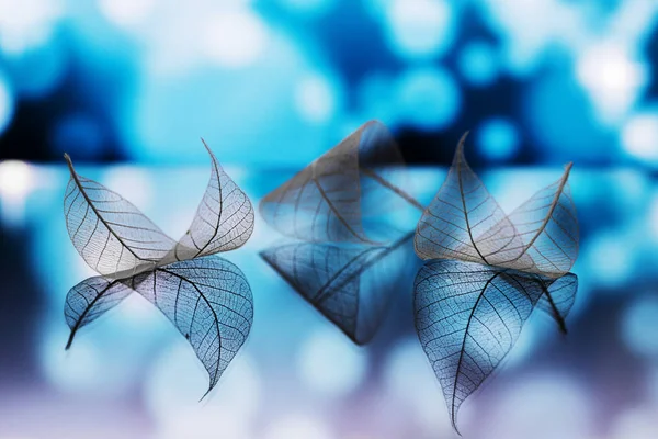 Transparent White Leaves Mirror Surface Reflection Dark Blue Background Abstract — Stock Photo, Image