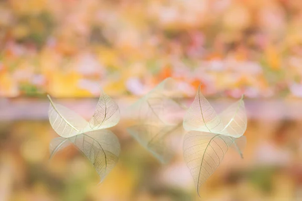 Transparent white leaves are on mirror surface with reflection on yellow-orange background, abstract macro with bokeh. Artistic image of ship in lake waters with reflection. Natural dreamy artistic image