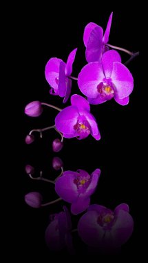 Siyah bir arka plan üzerinde izole dal, birkaç tomurcukları ile phalaenopsis orkide pembe çiçek ayna yüzey yansıyan